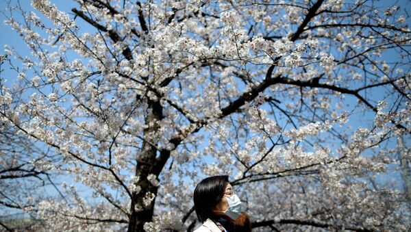 Женщина наблюдает за цветением сакуры в Токио - 俄罗斯卫星通讯社