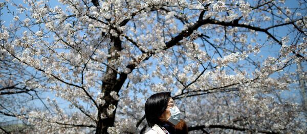 Женщина наблюдает за цветением сакуры в Токио Женщина наблюдает за цветением сакуры в Токио - 俄罗斯卫星通讯社