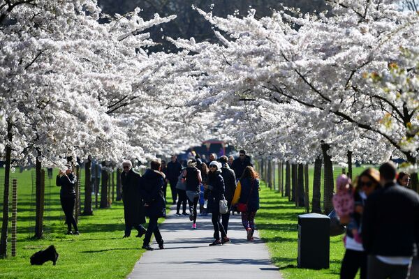 人们在观赏盛开的樱花，伦敦   - 俄罗斯卫星通讯社