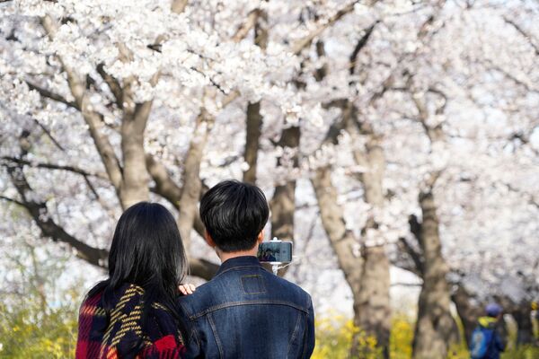 一对年轻人在樱花树下合影，韩国首尔 
 - 俄罗斯卫星通讯社