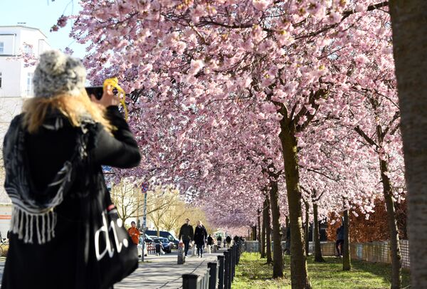 一女子在拍櫻花，柏林  - 俄羅斯衛星通訊社