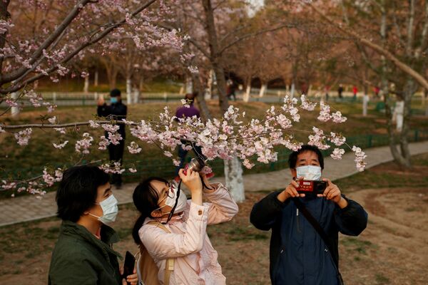 遊客戴著口罩在公園拍櫻花，中國北京 
 - 俄羅斯衛星通訊社