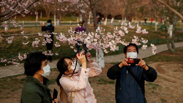 Посетители в защитных масках фотографируются под цветущей сакурой в парке Пекина, Китай - 俄羅斯衛星通訊社