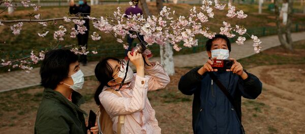 Посетители в защитных масках фотографируются под цветущей сакурой в парке Пекина, Китай - 俄羅斯衛星通訊社