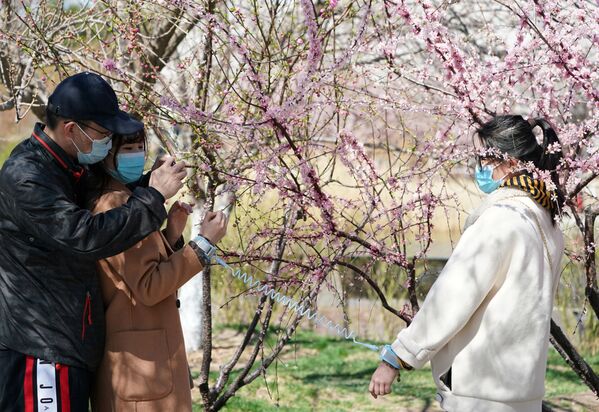游客在北京一公园的樱花树下拍照，中国 - 俄罗斯卫星通讯社