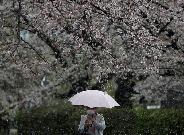 雪天櫻花樹下一名戴口罩打傘的女子，東京 - 俄羅斯衛星通訊社