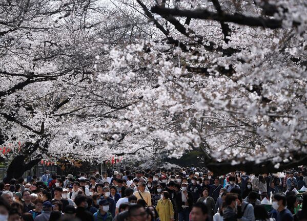 游客戴着口罩在上野公园赏樱，日本东京  - 俄罗斯卫星通讯社