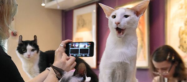 聖彼得堡“貓抗擊冠狀病毒”在線會議 - 俄羅斯衛星通訊社