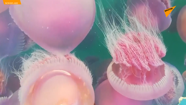 新冠疫情让数千粉红水母重回菲律宾热门海滩  - 俄罗斯卫星通讯社