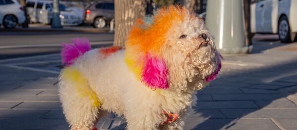 深圳10月起犬只未植入芯片將被視為無證養犬 - 俄羅斯衛星通訊社