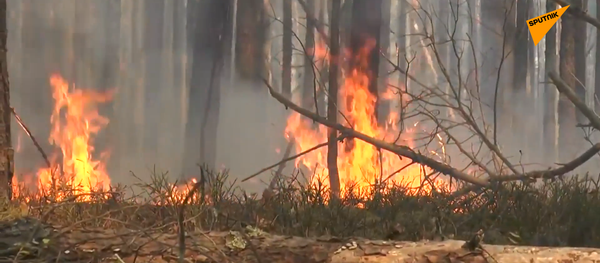 切爾諾貝利核電站禁區發生火災 - 俄羅斯衛星通訊社