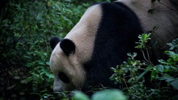 中國旅加大熊貓提前回國旅程仍未成行 鮮竹面臨“斷炊” - 俄羅斯衛星通訊社