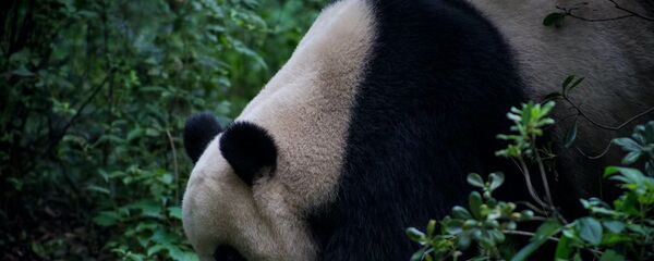 西華師範大學發佈最新研究成果：大熊貓面部識別技術 - 俄羅斯衛星通訊社