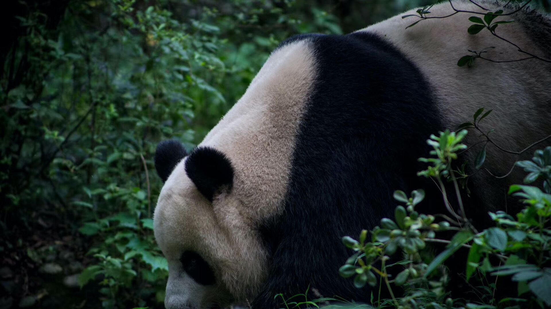 世界最“高龄”大熊猫在香港接受安乐死 - 俄罗斯卫星通讯社, 1920, 21.07.2022