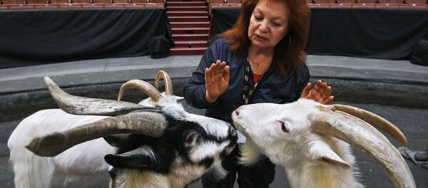 Дрессировка козлов на арене Большого Московского государственного цирка - 俄罗斯卫星通讯社