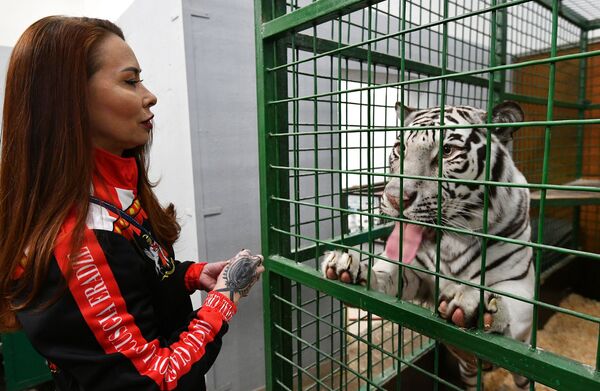 Сотрудница Большого Московского государственного цирка во время кормления белого бенгальского тигра - 俄羅斯衛星通訊社