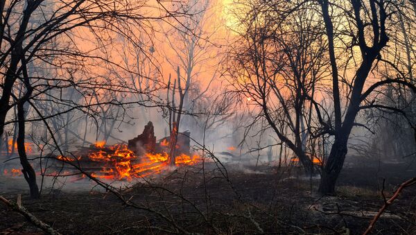 Лесной пожар в зоне отчуждения Чернобыльской АЭС - 俄罗斯卫星通讯社