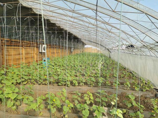 “中国人在俄罗斯”节目：老冬——一位在俄罗斯远东经营农场的中国人 - 俄罗斯卫星通讯社