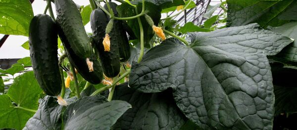 今年第一批黄瓜苗 - 俄罗斯卫星通讯社