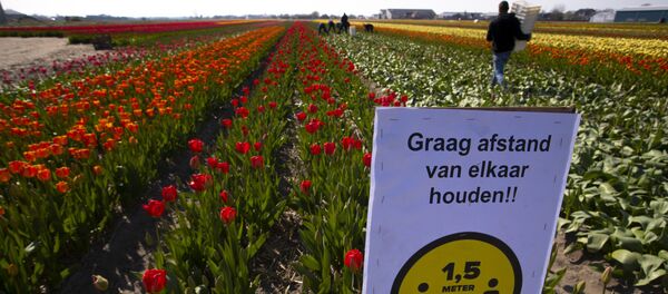 Знак, предупреждающий о необходимости соблюдать социальную дистанцию на поле с тюльпанами в Лиссе - 俄罗斯卫星通讯社