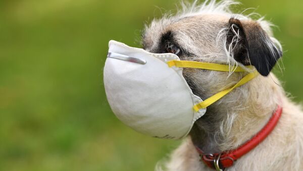 《合肥市養犬管理條例》6月實施 中華田園犬可養 - 俄羅斯衛星通訊社