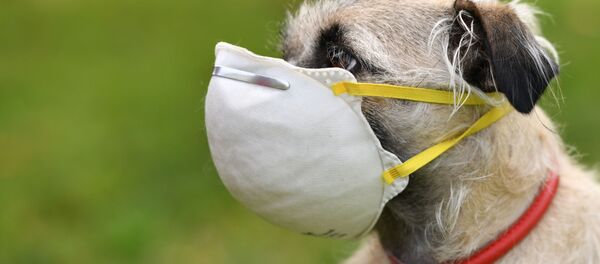 《合肥市養犬管理條例》6月實施 中華田園犬可養 - 俄羅斯衛星通訊社