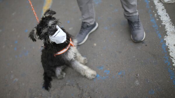 Собака в маске в Колумбии  - 俄羅斯衛星通訊社