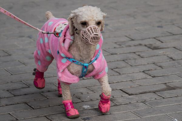 Собака в маске и костюме в Пекине  - 俄罗斯卫星通讯社