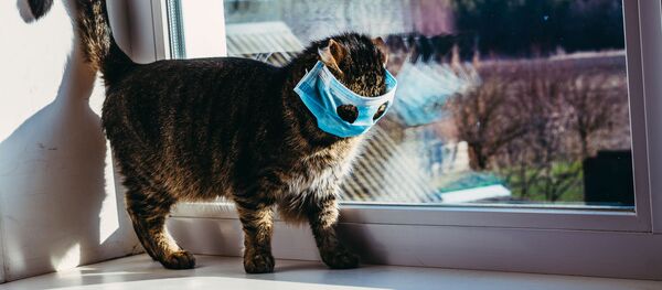 Кошка в маске на подоконнике  - 俄罗斯卫星通讯社