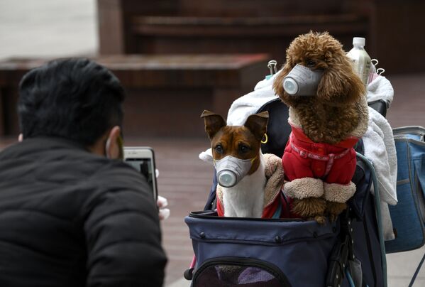 Фотографирование собак в масках в Шанхае  - 俄罗斯卫星通讯社