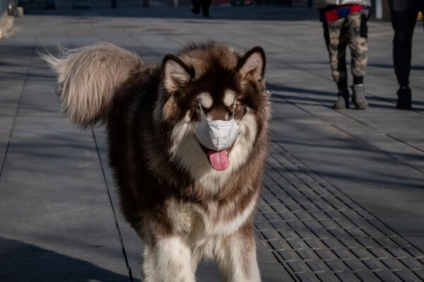 Собака в маске в Пекине  - 俄羅斯衛星通訊社