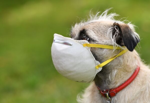 Собака в маске в Лос-Анджелесе  - 俄羅斯衛星通訊社