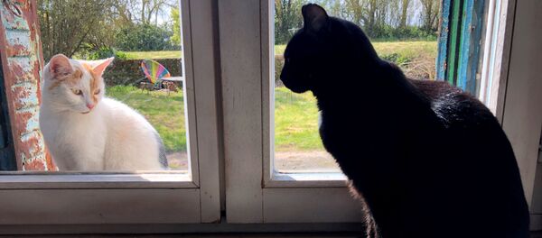 貓咪也隔離 - 俄羅斯衛星通訊社