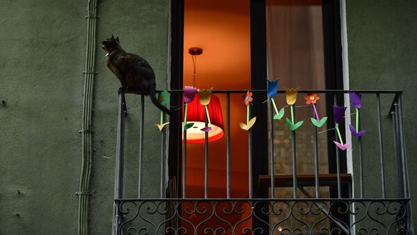 Кошка на балконе жилого дома в Памплоне, Испания - 俄羅斯衛星通訊社