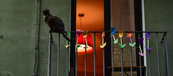 Кошка на балконе жилого дома в Памплоне, Испания - 俄罗斯卫星通讯社