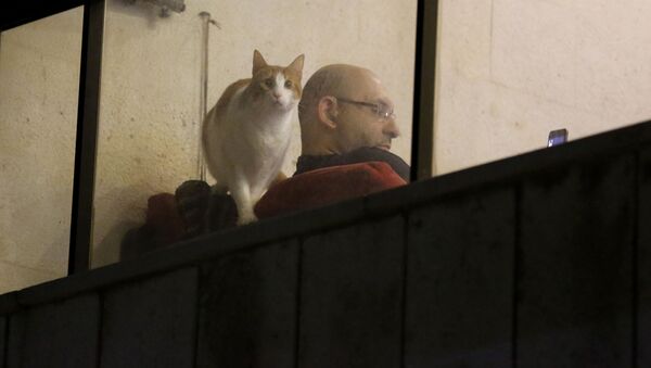 Мужчина с котом в окне квартиры в Бейруте, Ливан - 俄罗斯卫星通讯社