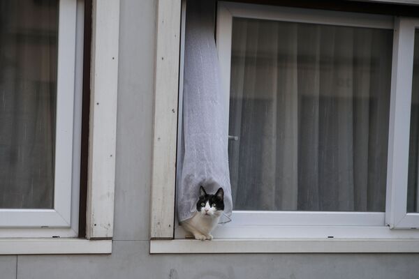 猫咪也隔离 - 俄罗斯卫星通讯社