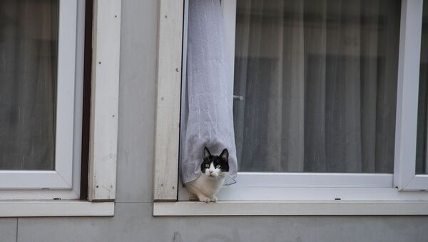 Кошка в окне жилого дома в Париже, Франция - 俄羅斯衛星通訊社