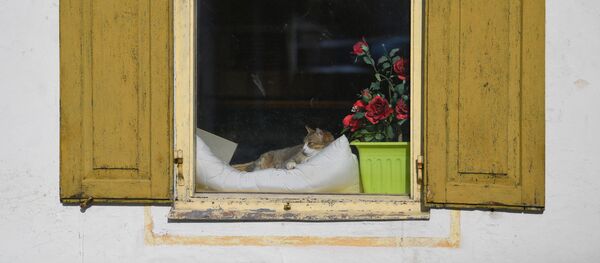 Кошка в окне дома в Обераммергау, Германия - 俄羅斯衛星通訊社