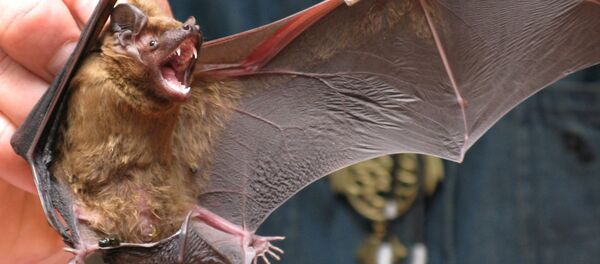Летучая мышь - 俄罗斯卫星通讯社