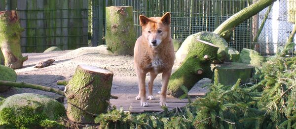 Животные в Зоопарке Ноймюнстер - 俄罗斯卫星通讯社