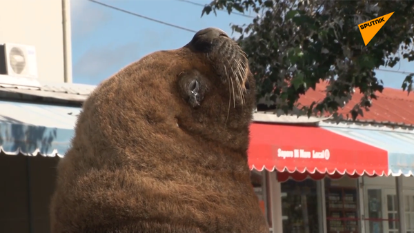 海獅湧進空空蕩蕩的阿根廷療養院 - 俄羅斯衛星通訊社