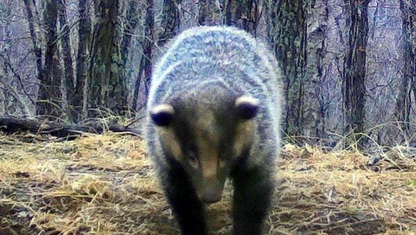 酷似小熊的亚洲狗獾在“豹之乡”国家公园睡醒 - 俄罗斯卫星通讯社