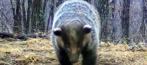 酷似小熊的亚洲狗獾在“豹之乡”国家公园睡醒 - 俄罗斯卫星通讯社