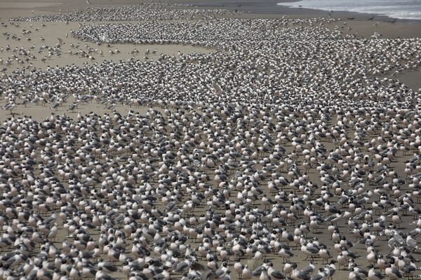 Птицы на пустынном пляже в Перу  - 俄罗斯卫星通讯社