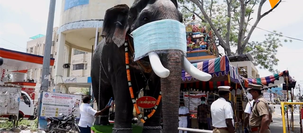印度警方給大象模型戴口罩 以提高公眾防疫意識 - 俄羅斯衛星通訊社