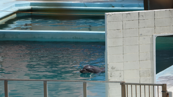 Умер самый одинокий дельфин в мире - 俄罗斯卫星通讯社