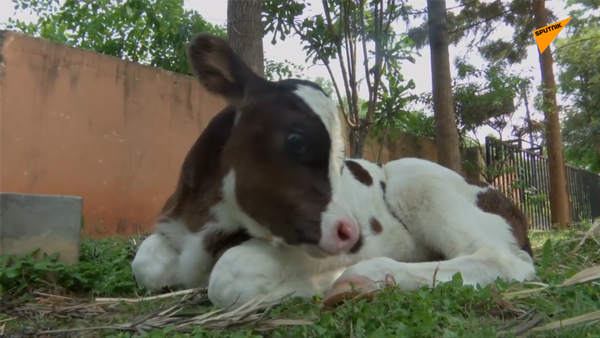 印度小牛成巡邏警察助手 - 俄羅斯衛星通訊社