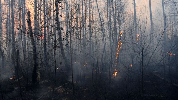 Лесной пожар - 俄羅斯衛星通訊社