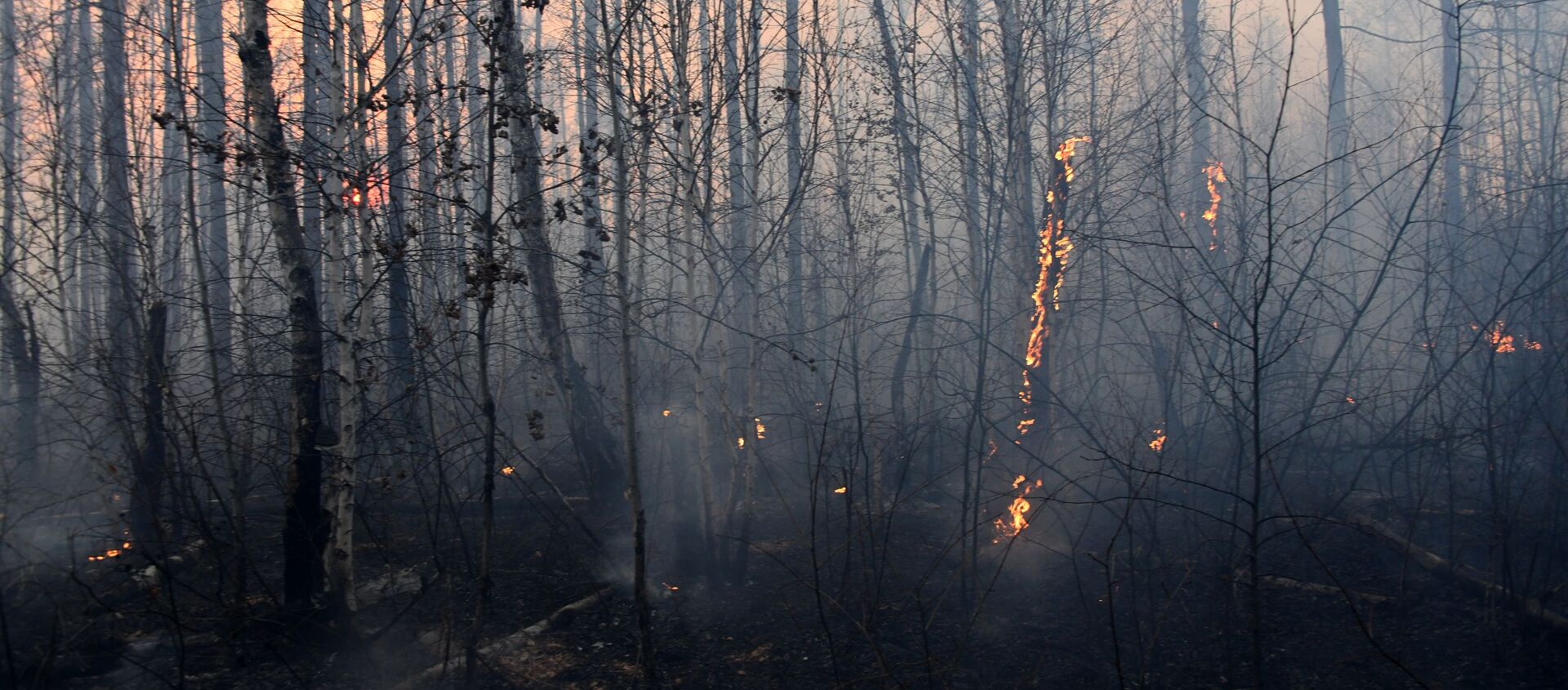 Лесной пожар - 俄罗斯卫星通讯社, 1920, 28.04.2021